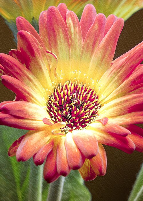 Flower Greeting Card featuring the photograph Scratched Gerber Daisy by Bill and Linda Tiepelman