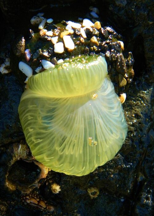 Ocean Life Greeting Card featuring the photograph Sea Anemone with Beautiful Jelly by Gallery Of Hope 