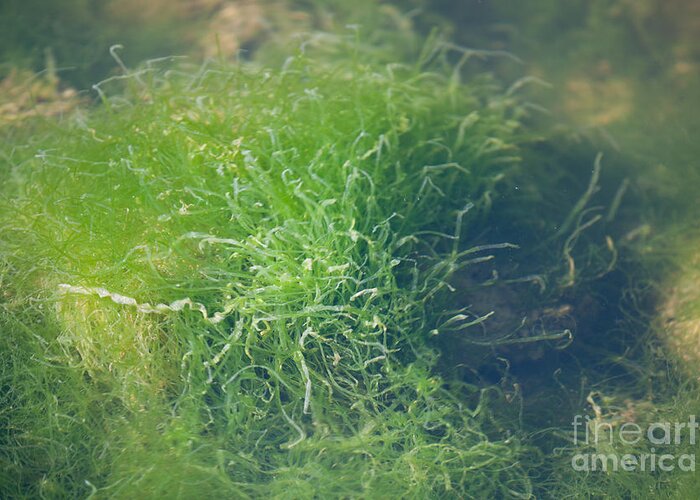 Grass Greeting Card featuring the photograph Sea Grass by Dale Powell
