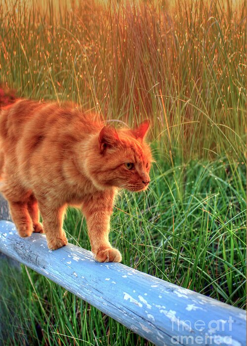 Cats Greeting Card featuring the photograph Sea Grass Tabby Cat by Brenda Giasson