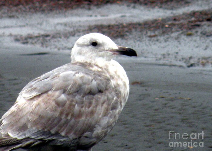 Ocean Shores Greeting Card featuring the photograph Sea Gull by the Ocean Shore by Kathy White