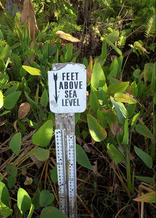 Audubon Sanctuaries Greeting Card featuring the photograph Sea Level Indicator by Jim West