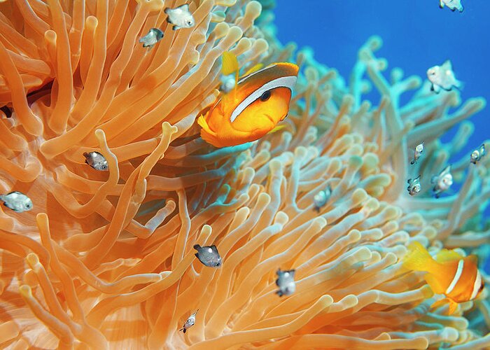 Underwater Greeting Card featuring the photograph Sea Life - Anemone Clownfish by Ultramarinfoto
