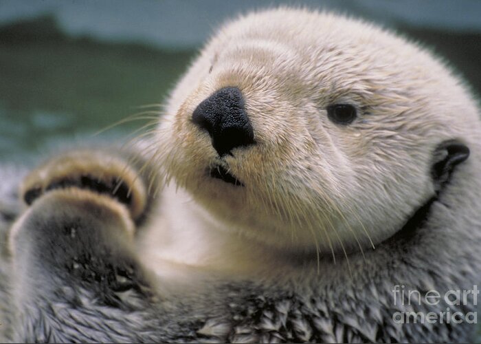 Sea Otter Greeting Card featuring the photograph Sea Otter by Art Wolfe