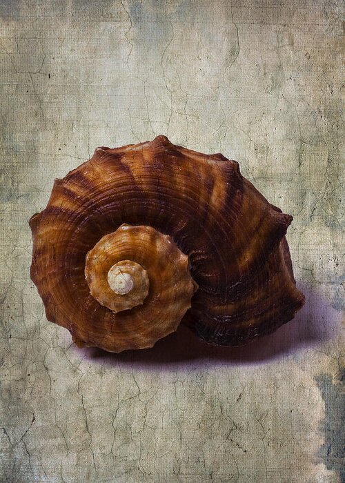 Sea Shell Greeting Card featuring the photograph Sea Snail by Garry Gay
