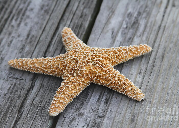 Starfish Greeting Card featuring the photograph Sea Star on Deck by Cathy Lindsey