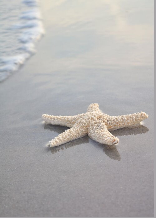 Beach Greeting Card featuring the photograph Sea Star by Samantha Leonetti