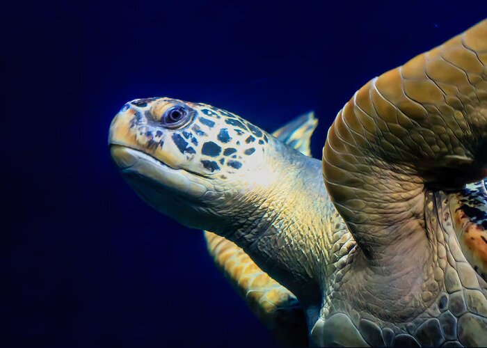 Animal Greeting Card featuring the digital art Sea Turtle by Ray Shiu