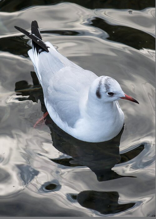 Seagull Greeting Card featuring the photograph Seagull And Water Reflections by Andreas Berthold