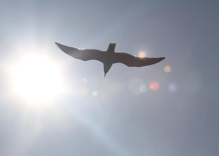 Seagull Greeting Card featuring the photograph Seagull in Flight 8 by Cathy Lindsey