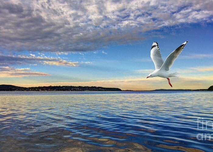 White Cloud Greeting Card featuring the photograph Seagull Marinescape by Geoff Childs