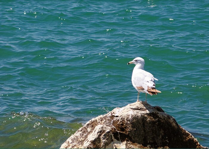Michigan Greeting Card featuring the photograph Seagull on Rock by Lars Lentz