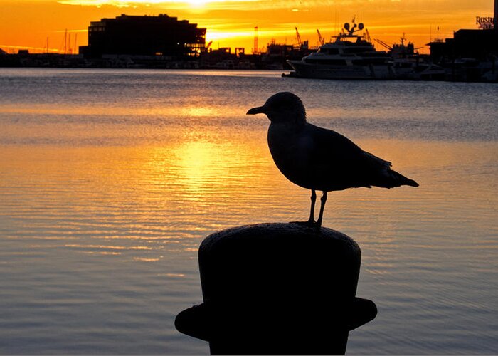 Baltimore Greeting Card featuring the photograph Seagull Silhouette Sunrise by Nancy De Flon