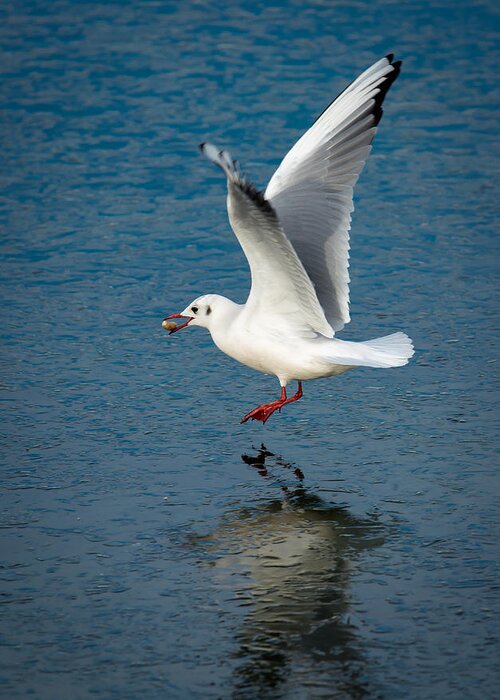 Seagull Greeting Card featuring the photograph Seagull With Stone Above Frozen Lake by Andreas Berthold