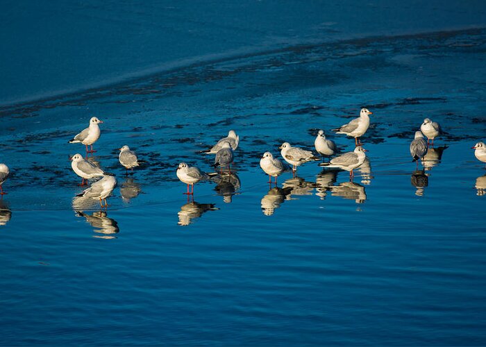 Animal Greeting Card featuring the photograph Seagulls On Frozen Lake by Andreas Berthold