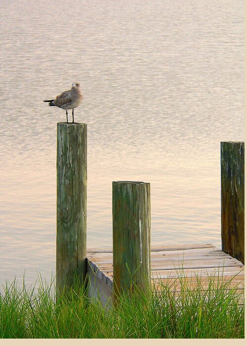 Bird Greeting Card featuring the photograph Seagull's Small Dock by Rosalie Scanlon