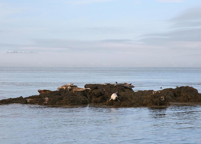 Seals Greeting Card featuring the photograph Seals on Island by Dr Carolyn Reinhart