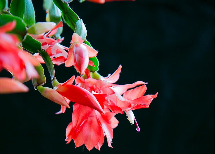 Floral Greeting Card featuring the photograph Seasonal Bloom by E Faithe Lester