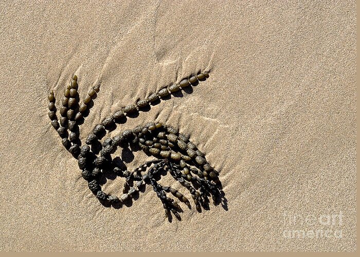 Seaweed Greeting Card featuring the photograph Seaweed on beach by Steven Ralser