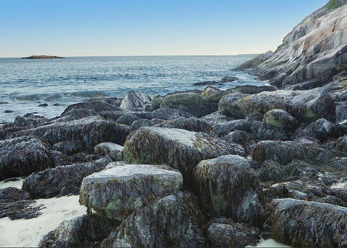Seaweed Greeting Card featuring the photograph Seaweed On Rocks At The Waters Edge by Susan Dykstra / Design Pics