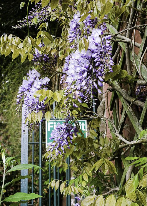 Gate Greeting Card featuring the photograph Secret Garden by Spikey Mouse Photography