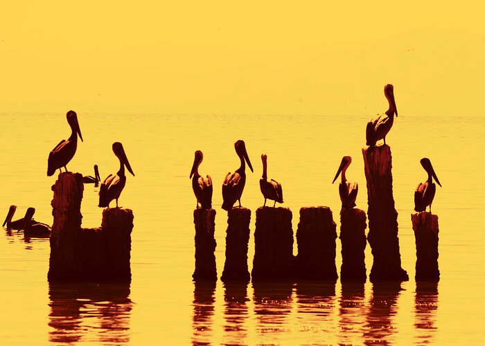 Nature Greeting Card featuring the photograph Secret Life of Pelicans by Mike Trueblood