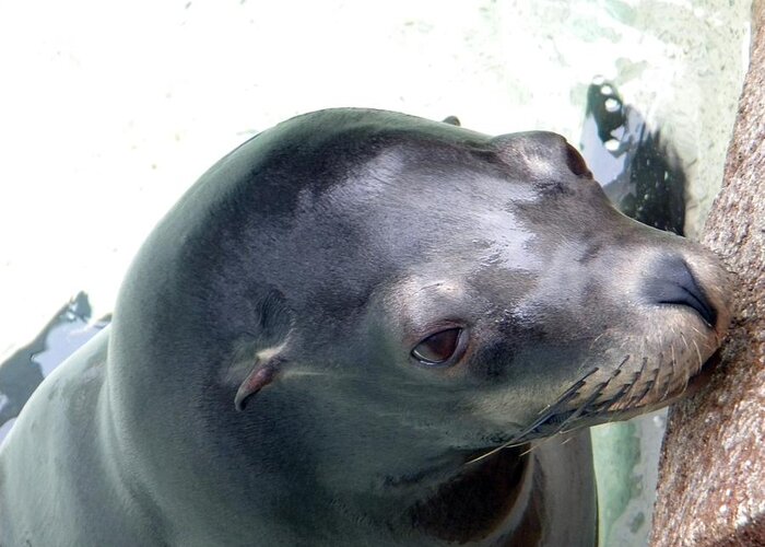 Seal Greeting Card featuring the photograph See Me Seal by Amanda Eberly