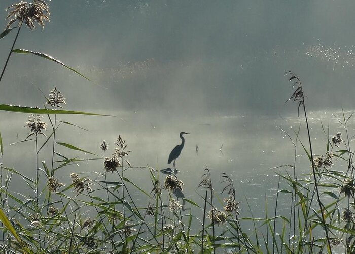 Heron Greeting Card featuring the photograph Spirit Guide by Catherine Arcolio