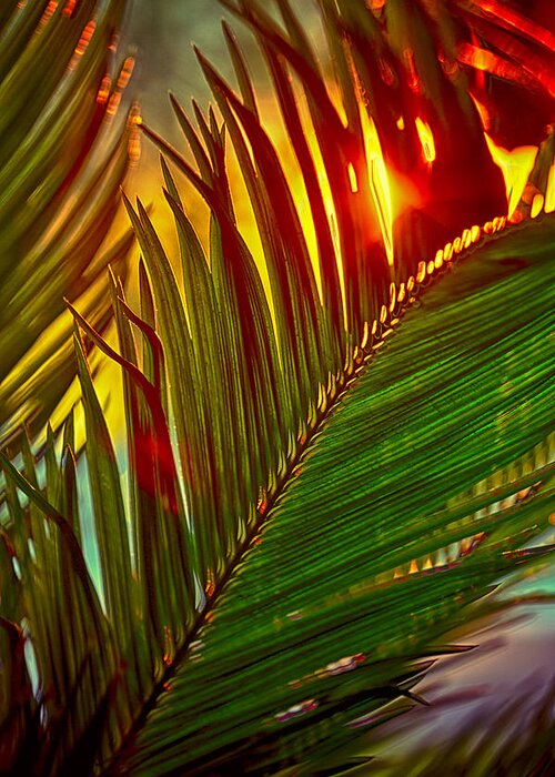 Palm Greeting Card featuring the photograph Sego Frond Fire by Scott Campbell
