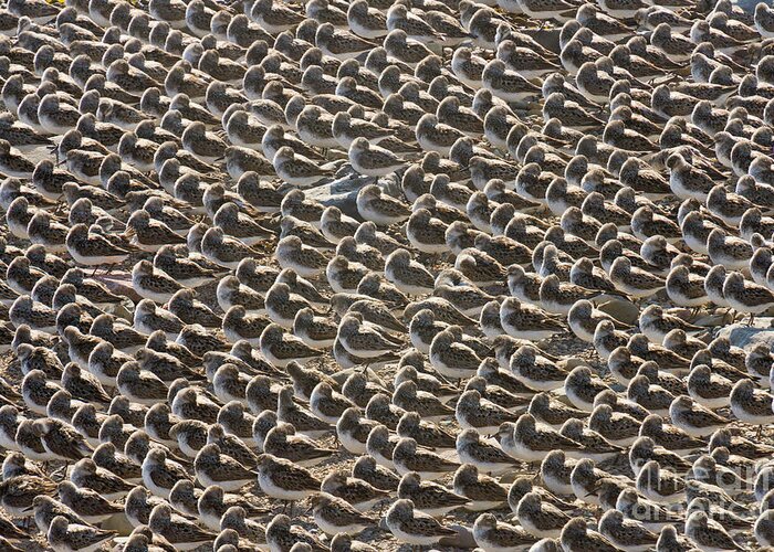 00536652 Greeting Card featuring the photograph Semipalmated Sandpipers Sleeping by Yva Momatiuk John Eastcott