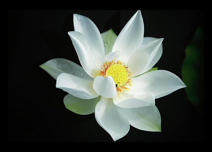 Ho Chi Minh City Greeting Card featuring the photograph Sen Trang - White Lotus by Jethuynh