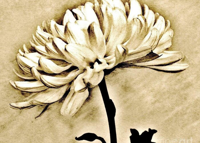 Photo Greeting Card featuring the photograph Sepia Macro Flower by Marsha Heiken