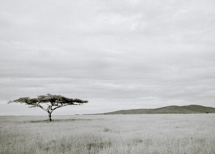 Africa Greeting Card featuring the photograph Serengeti Acacia Tree by Shaun Higson