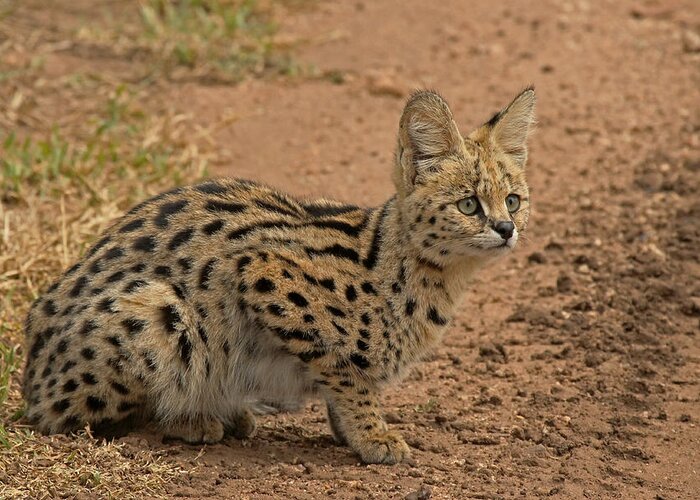 Serval Greeting Card featuring the photograph Serval Wild Cat by Tony Murtagh