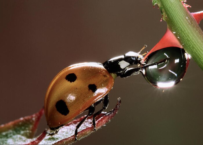 Nis Greeting Card featuring the photograph Seven-spotted Ladybird Drinking by Jef Meul
