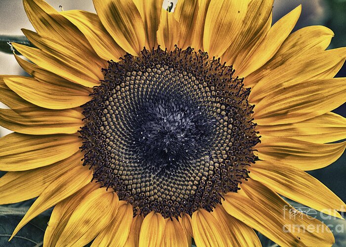 Shabby Greeting Card featuring the photograph Shabby Chic Sunflower by Cris Hayes