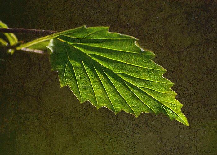 Leaf Greeting Card featuring the photograph Shadows and Light Of The Leaf by Sandi OReilly