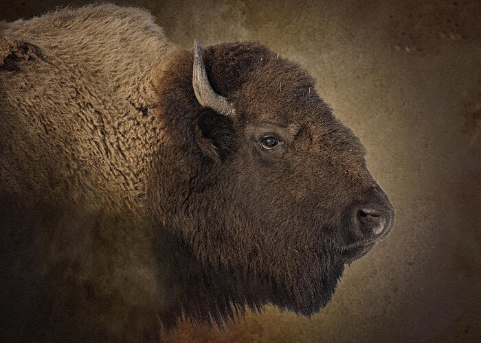 Buffalo Greeting Card featuring the photograph Shaggy One by Ron McGinnis