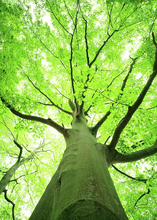 Moving Up Greeting Card featuring the photograph Shallow Dof - Green Tree Looking Up by Konradlew
