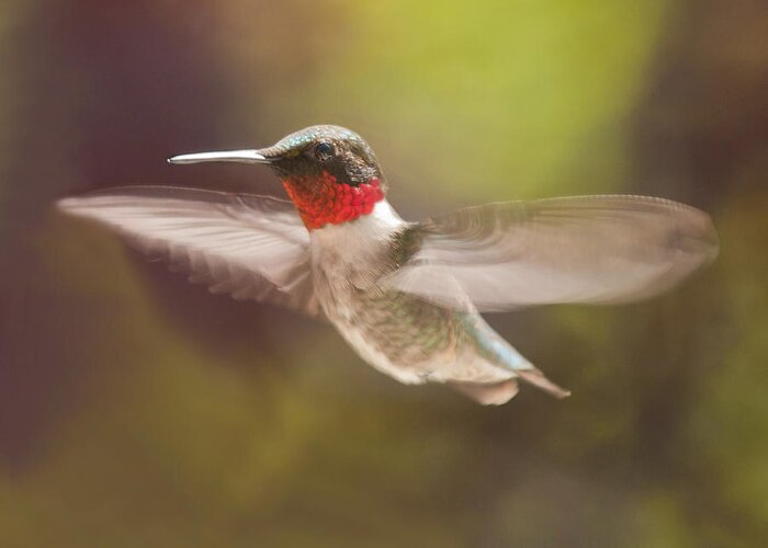 Hummingbird Greeting Card featuring the photograph Shape Shifter by Lara Ellis