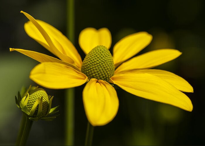 Green Coneflower Greeting Card featuring the photograph Sharing a Little Light by Dan Hefle