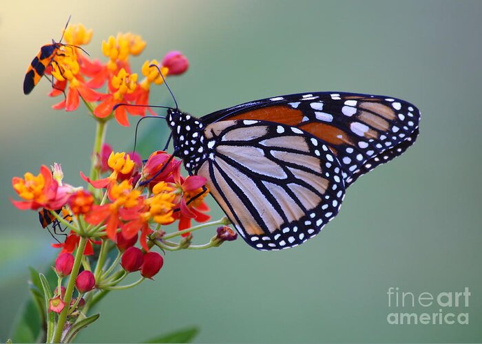 Monarch Greeting Card featuring the photograph Sharing by Marty Fancy