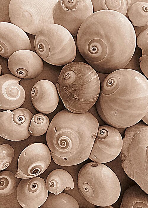 Sea Snail Greeting Card featuring the photograph Shark Eyes in Sepia by Patricia Januszkiewicz