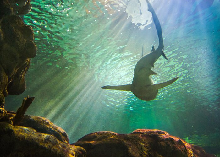 Aquarium Greeting Card featuring the photograph Shark Tank by Bill Pevlor