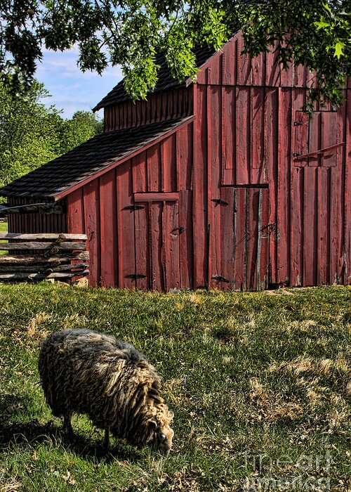 Barn Greeting Card featuring the photograph Sheep and Barn by Crystal Nederman