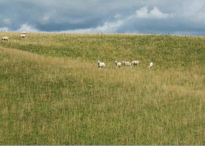Photography Greeting Card featuring the photograph Sheep Grazing On Hillside, Taihape by Panoramic Images