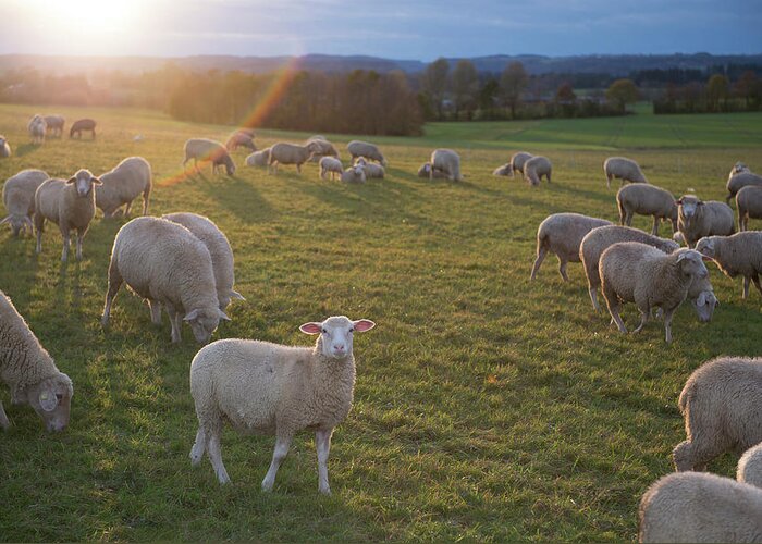Grass Greeting Card featuring the photograph Sheep In A Field At Sunset by Thomas Winz