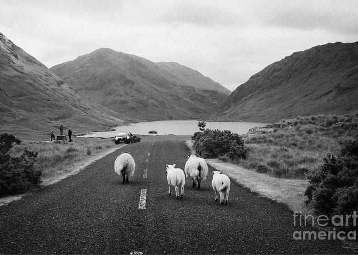 Ireland Greeting Card featuring the photograph sheep walking away from camera down the middle of the road Doulough mayo ireland by Joe Fox
