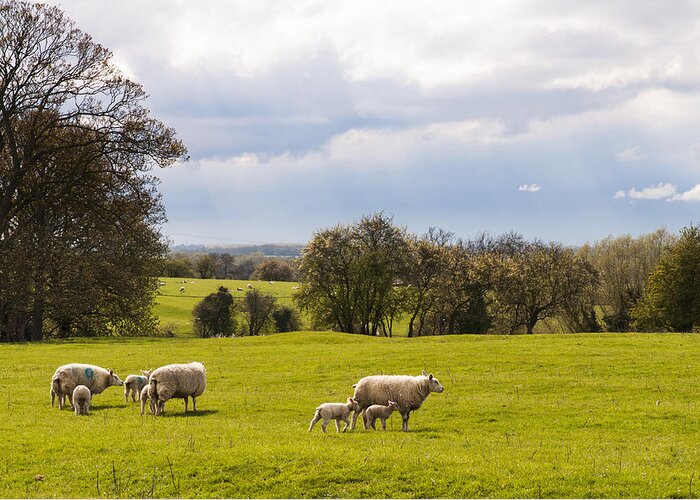 Sheep Greeting Card featuring the photograph Sheep with lambs by David Isaacson