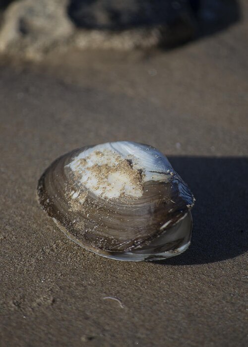 Sea Shell Greeting Card featuring the photograph Shell or someone's dinner by Spikey Mouse Photography